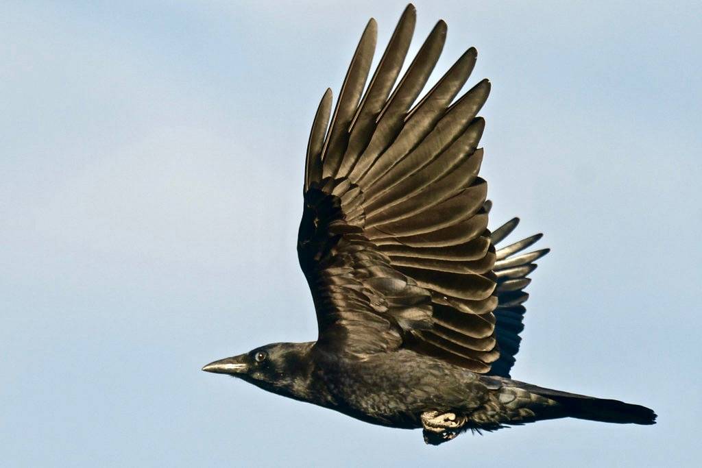 DSC_9721.jpg American Crow, UCSC Farm by ldjaffe is licensed under CC BY-NC-SA 2.0